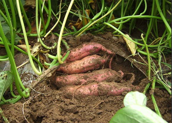 紅薯渣烘干設(shè)備成資源化處理行業(yè)新寵