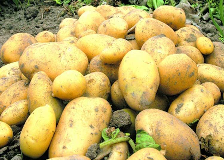 “土豆渣烘干機(jī)”vs“發(fā)酵劑”，土豆渣何去何從