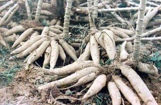 木薯渣干燥設(shè)備開辟資源化利用新征程